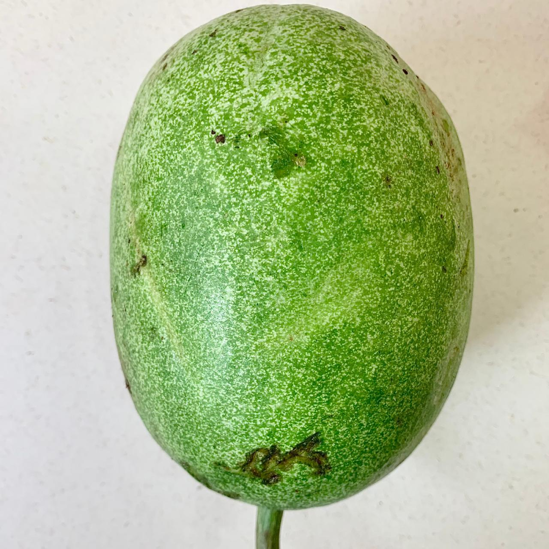 Wholesale Organic Ash Gourd Saudi Arabia